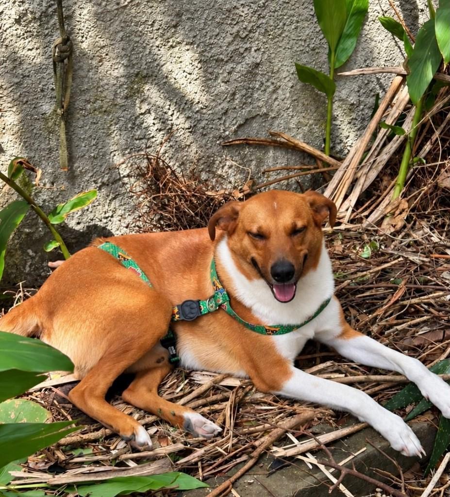 Totó, cachorro de porte grande para adoção em Santa Maria - RS — foto 3 de 4