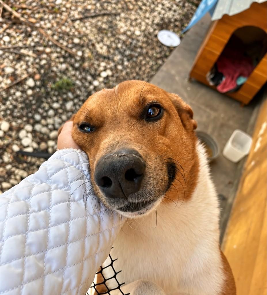 Totó, cachorro de porte grande para adoção em Santa Maria - RS — foto 4 de 4