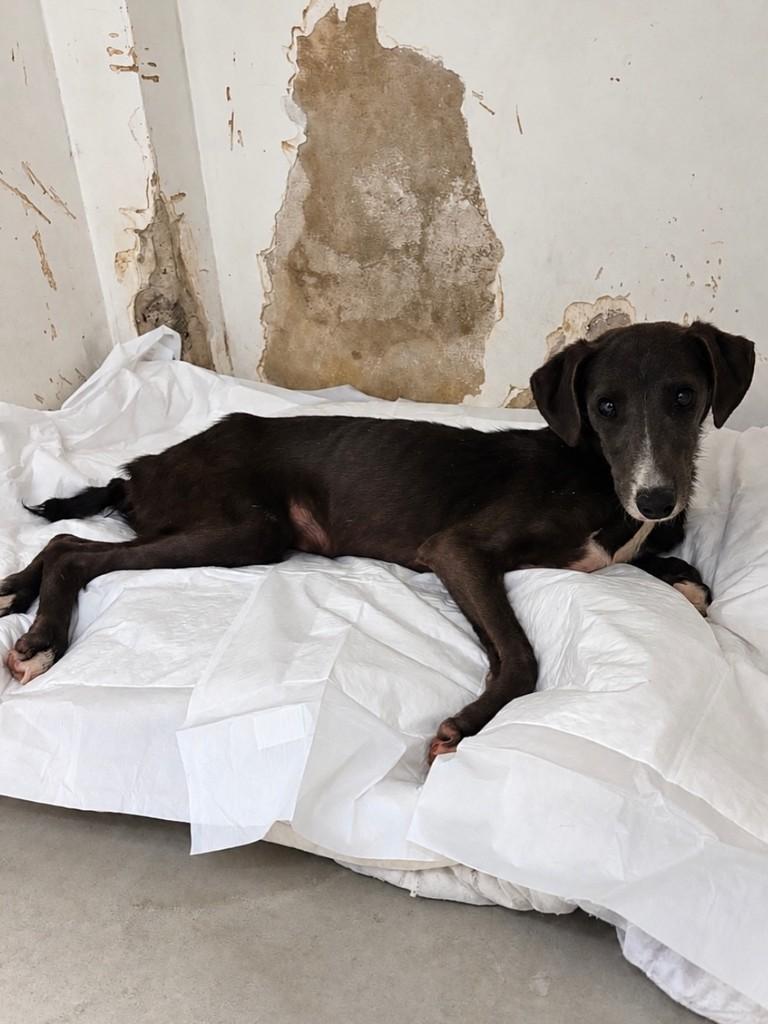 Lupita, cadela de porte pequeno para adoção em Santa Maria - RS