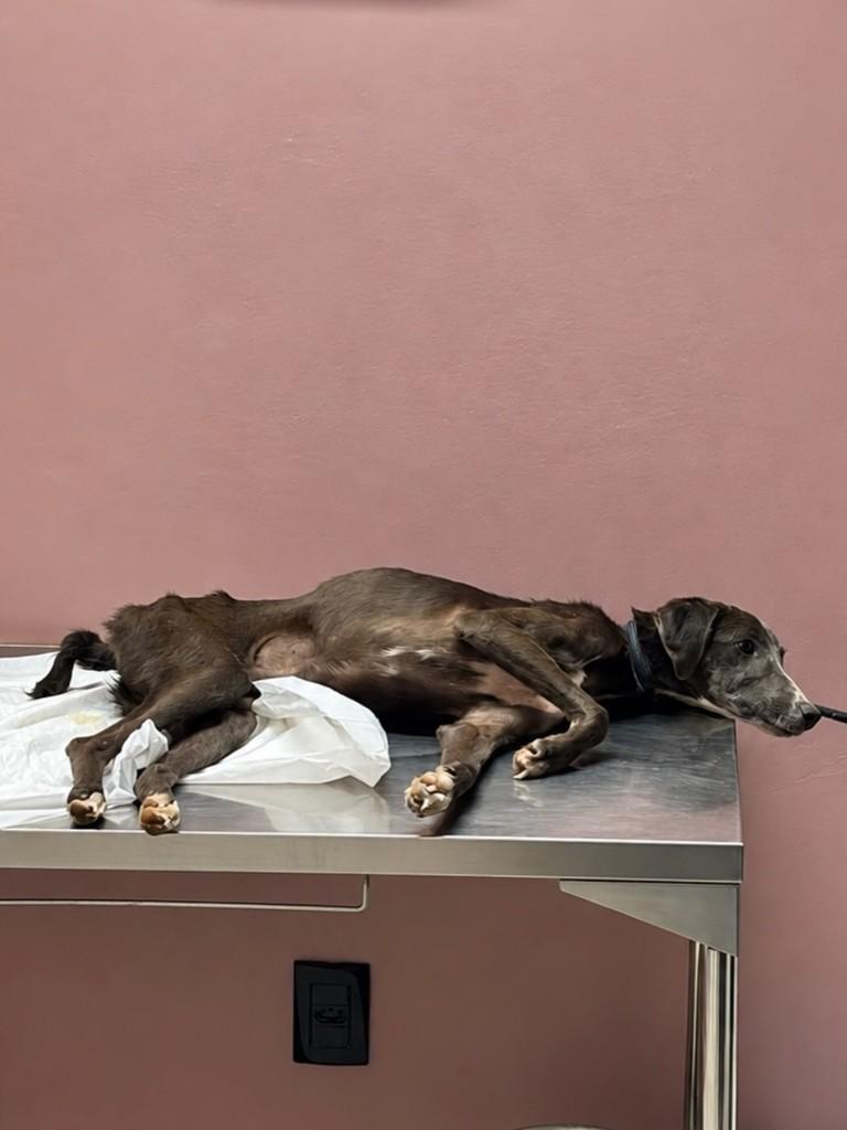 Lupita, cadela de porte pequeno para adoção em Santa Maria - RS — foto 2 de 3