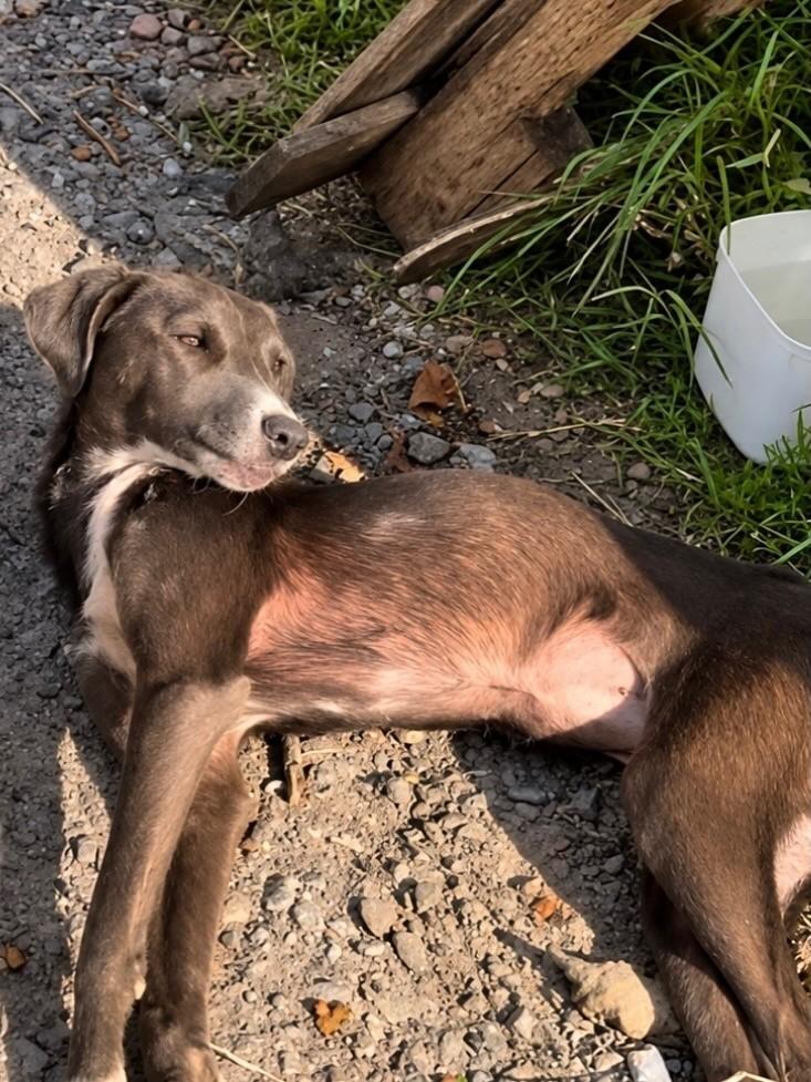 Lupita, cadela de porte pequeno para adoção em Santa Maria - RS — foto 3 de 3