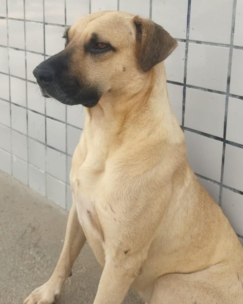 Sansão, cachorro de porte grande para adoção em Brasília - DF
