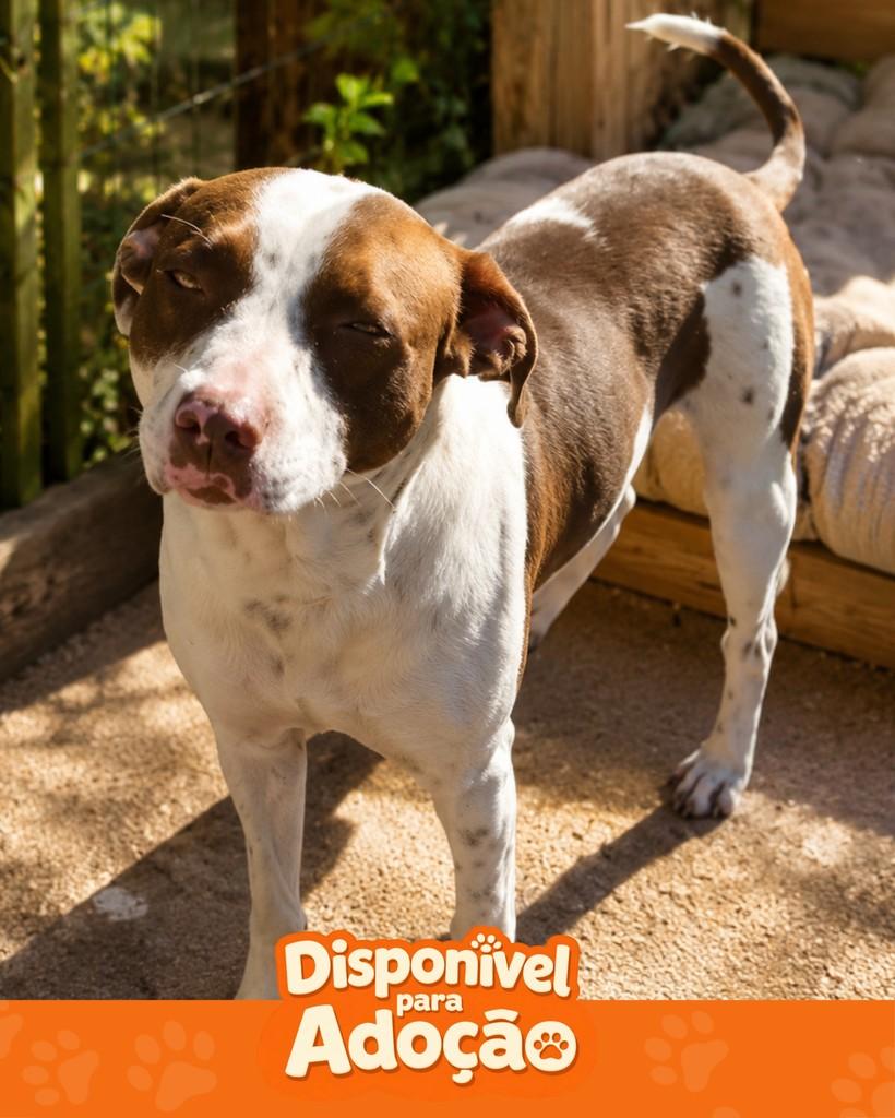 Mix de PitBull, cachorro de porte médio para adoção em Cachoeirinha - RS