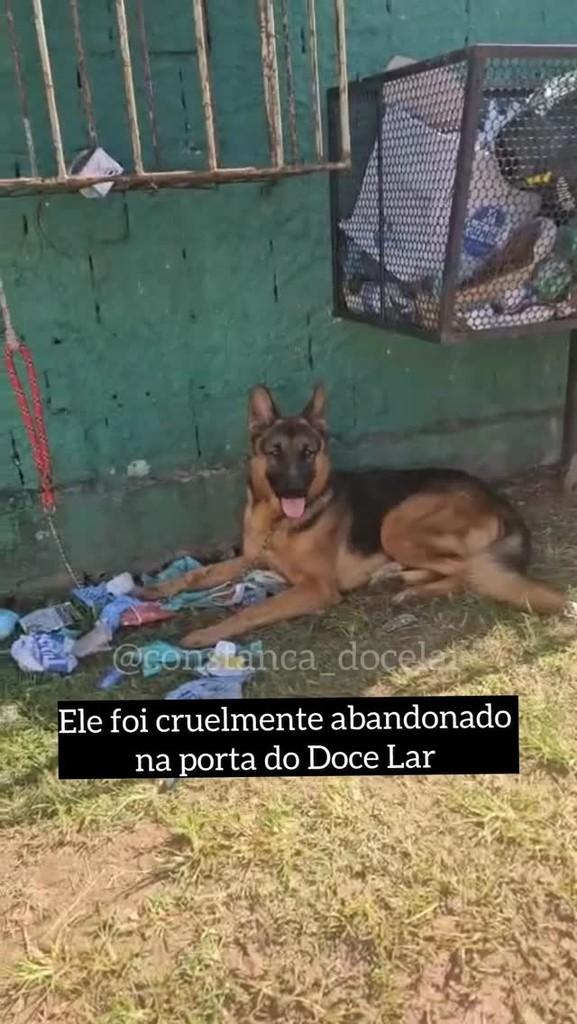 Apolo, cachorro de porte grande para adoção em Salvador - BA