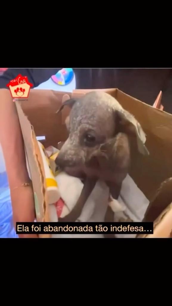 Tatá, cachorro de porte pequeno para adoção em Salvador - BA