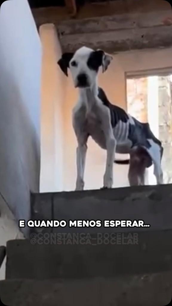 Jó, cachorro de porte médio para adoção em Salvador - BA