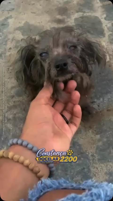 Cookie, cachorro de porte pequeno para adoção em Salvador - BA