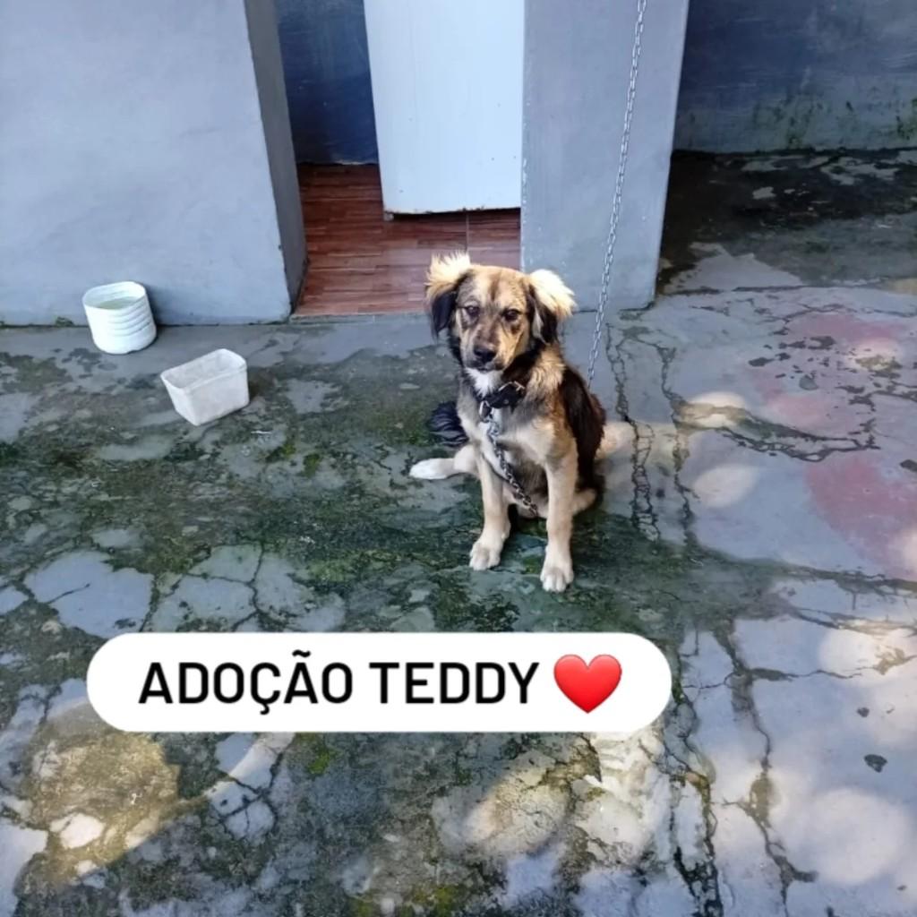 Teddy, cachorro de porte pequeno para adoção em Maraú - BA