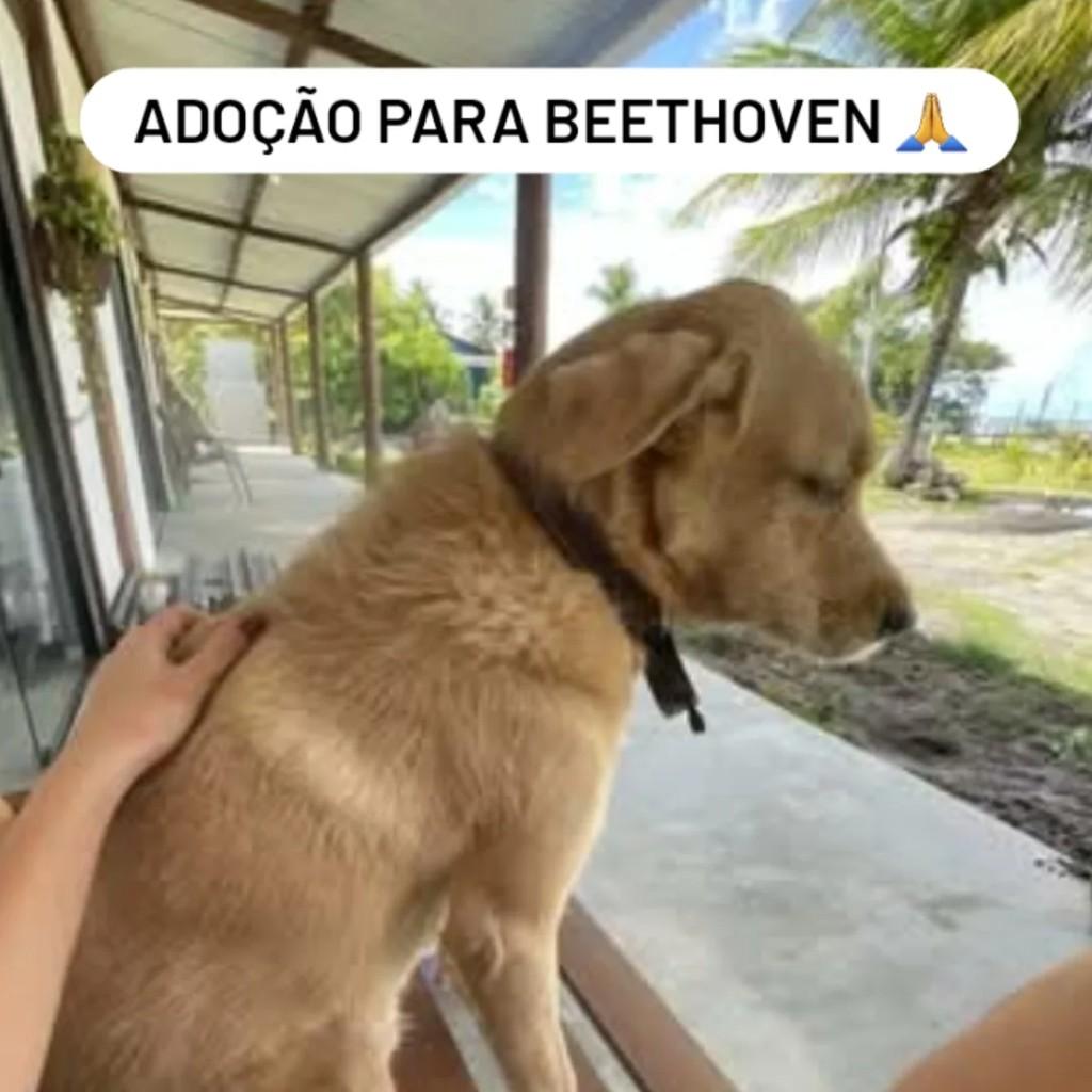 Beethoven, cachorro de porte grande para adoção em Maraú - BA