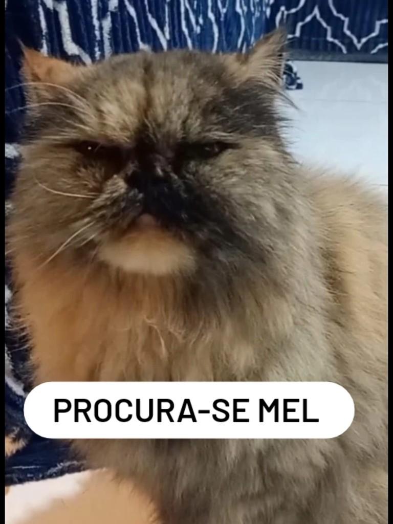 Ela, gato de porte pequeno para adoção em Maraú - BA
