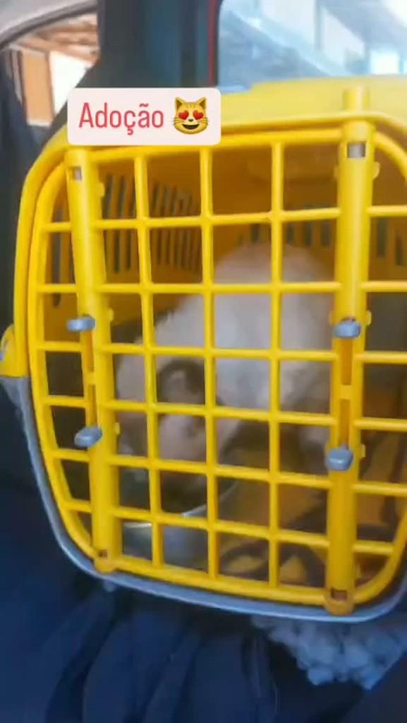 Gláucea, gata de porte pequeno para adoção em Maraú - BA