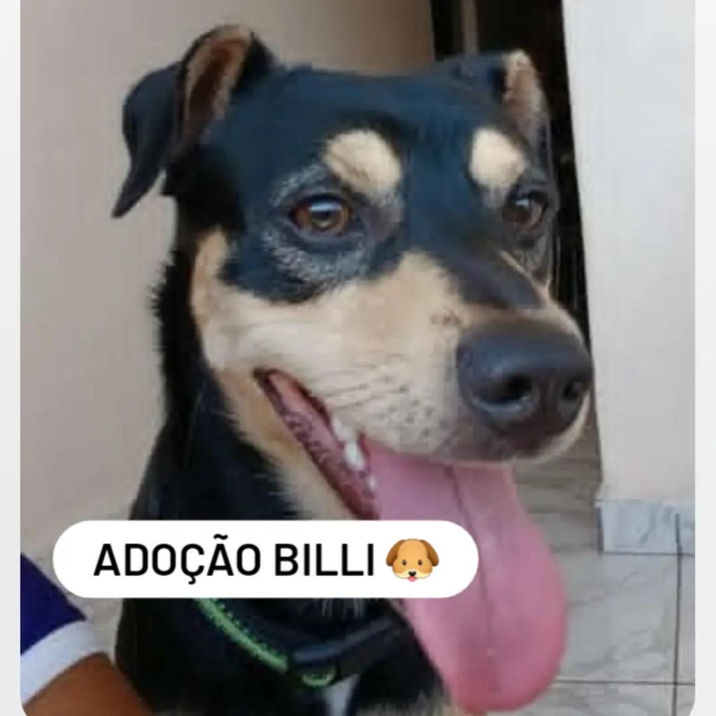 Billi, cachorro de porte médio para adoção em Maraú - BA
