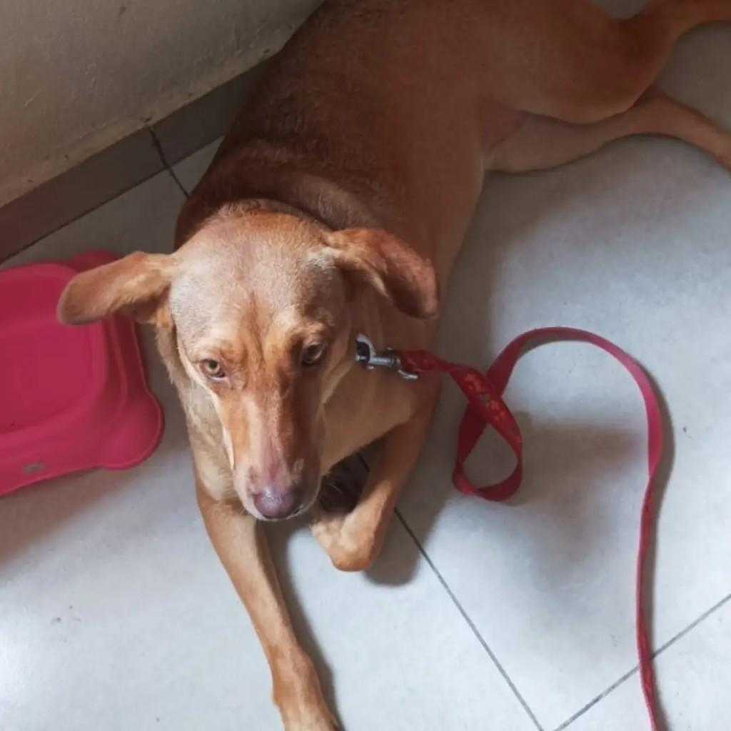 Mel, cadela de porte médio para adoção em Maraú - BA