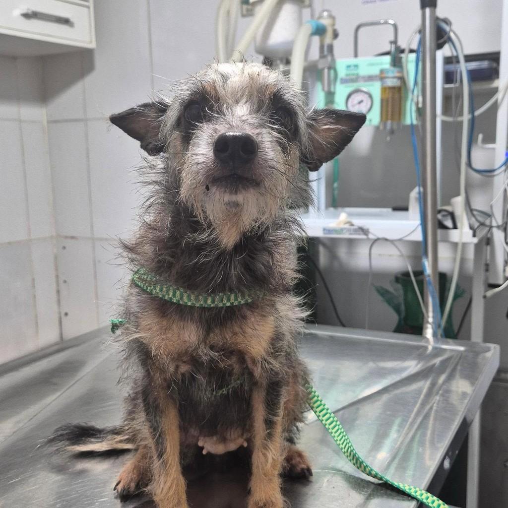 Minnie, cadela de porte pequeno para adoção em Maraú - BA