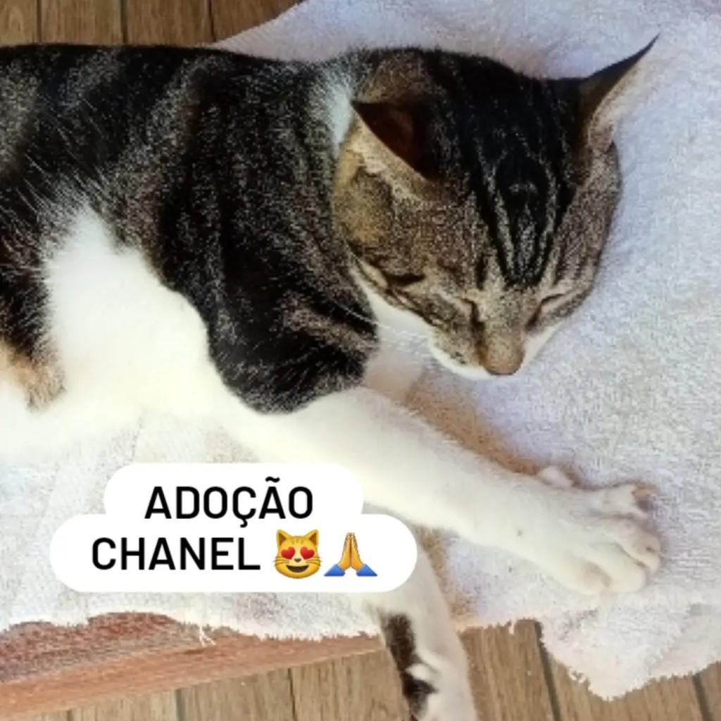 Chanel, gata de porte médio para adoção em Maraú - BA