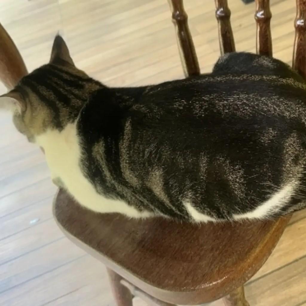 Chanel, gata de porte médio para adoção em Maraú - BA — foto 2 de 5