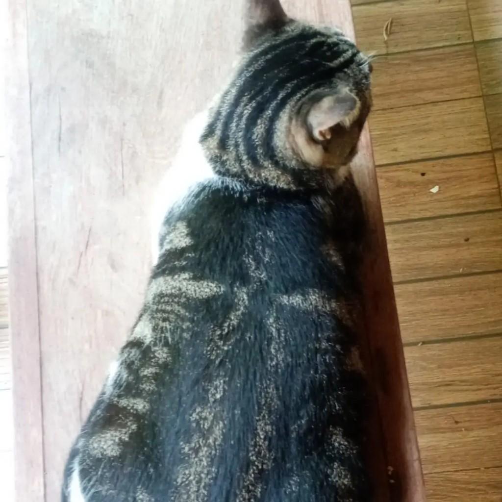 Chanel, gata de porte médio para adoção em Maraú - BA — foto 3 de 5