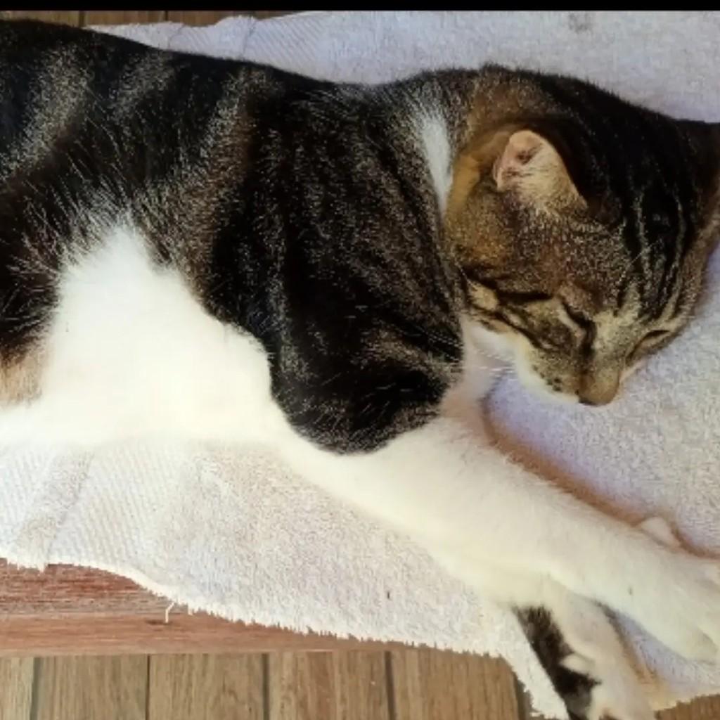 Chanel, gata de porte médio para adoção em Maraú - BA — foto 4 de 5