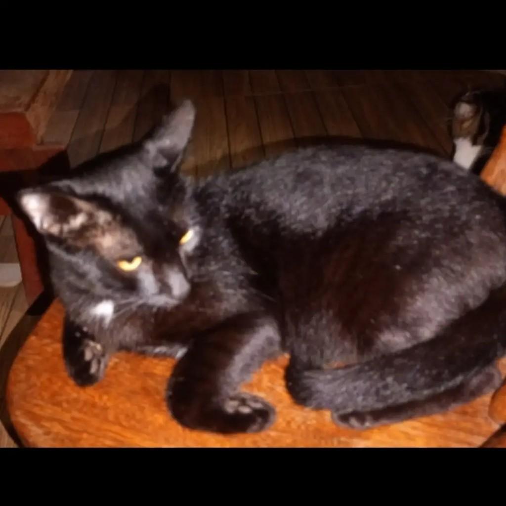 Banguela, gato de porte pequeno para adoção em Maraú - BA