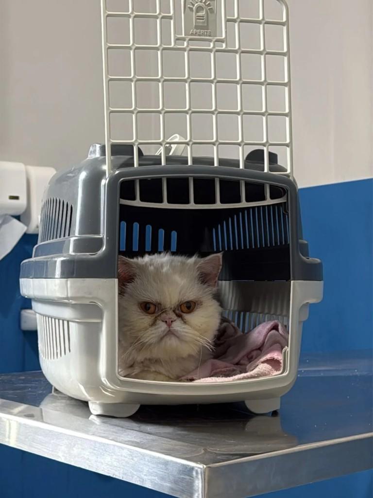 Samuel, gato de porte pequeno para adoção em Pindamonhangaba - SP