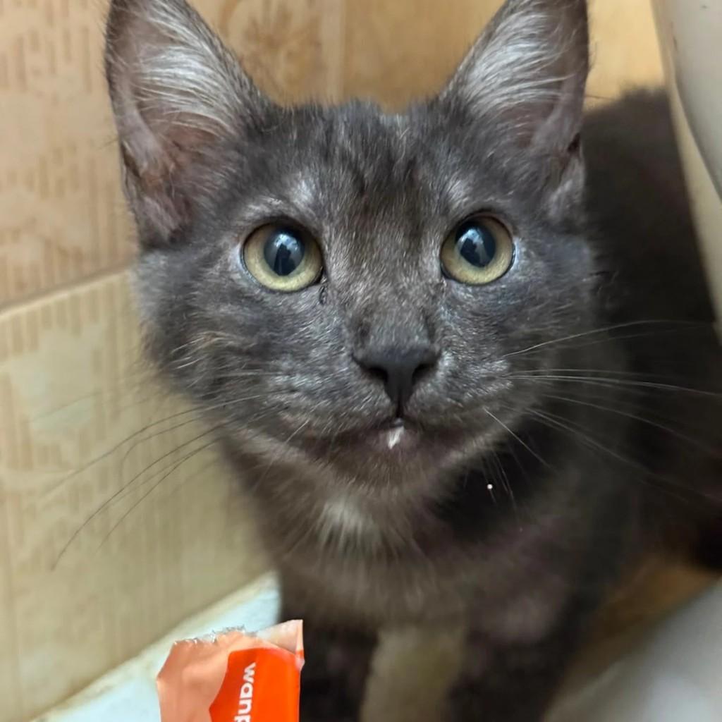 Verônica, gata de porte pequeno para adoção em Pindamonhangaba - SP