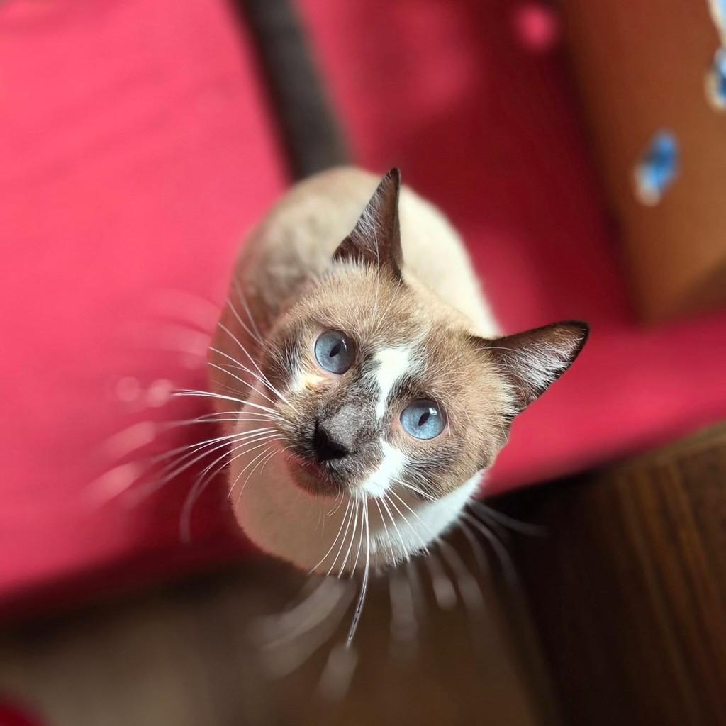 Dentinho, gato de porte pequeno para adoção em Pindamonhangaba - SP