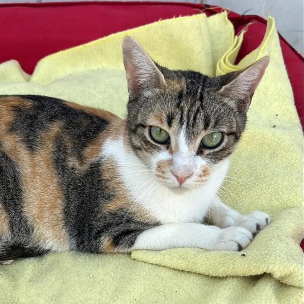 Eu, gata de porte pequeno para adoção em Pindamonhangaba - SP