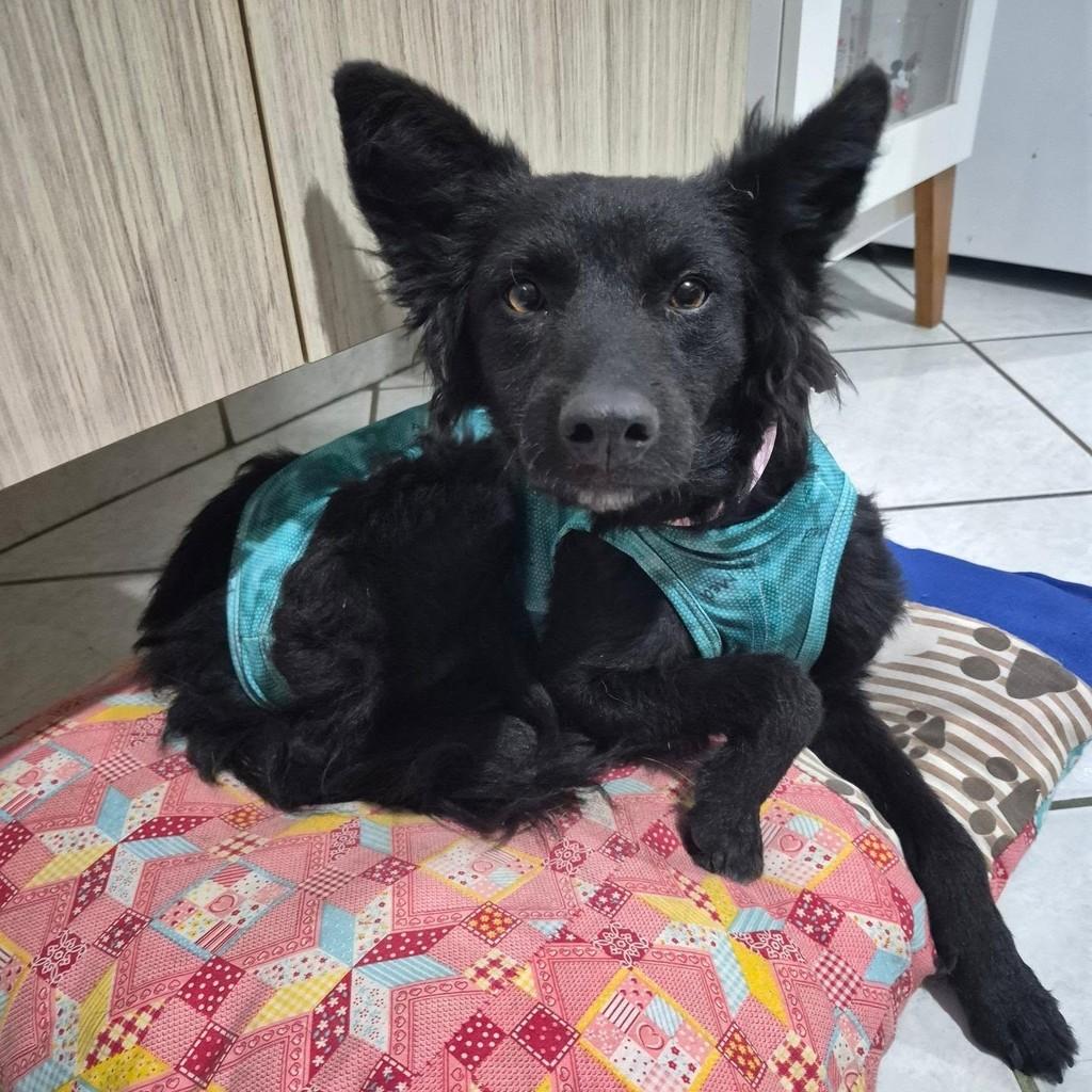 Fofinha, cachorro de porte médio para adoção em Pindamonhangaba - SP