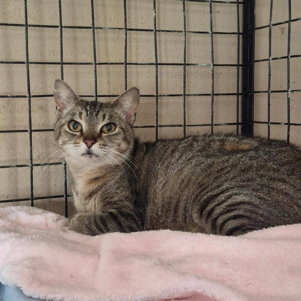 Cíntia, gata de porte médio para adoção em Pindamonhangaba - SP