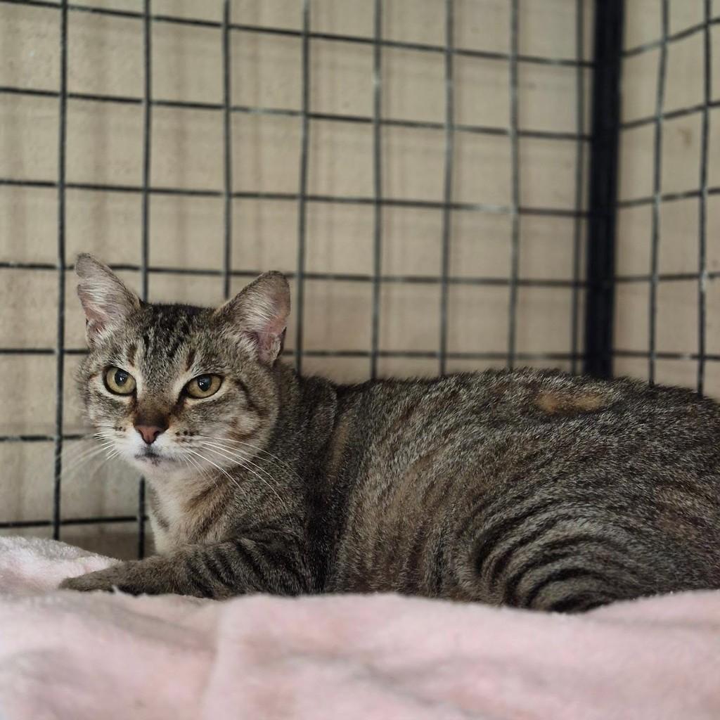 Cíntia, gata de porte médio para adoção em Pindamonhangaba - SP — foto 2 de 4