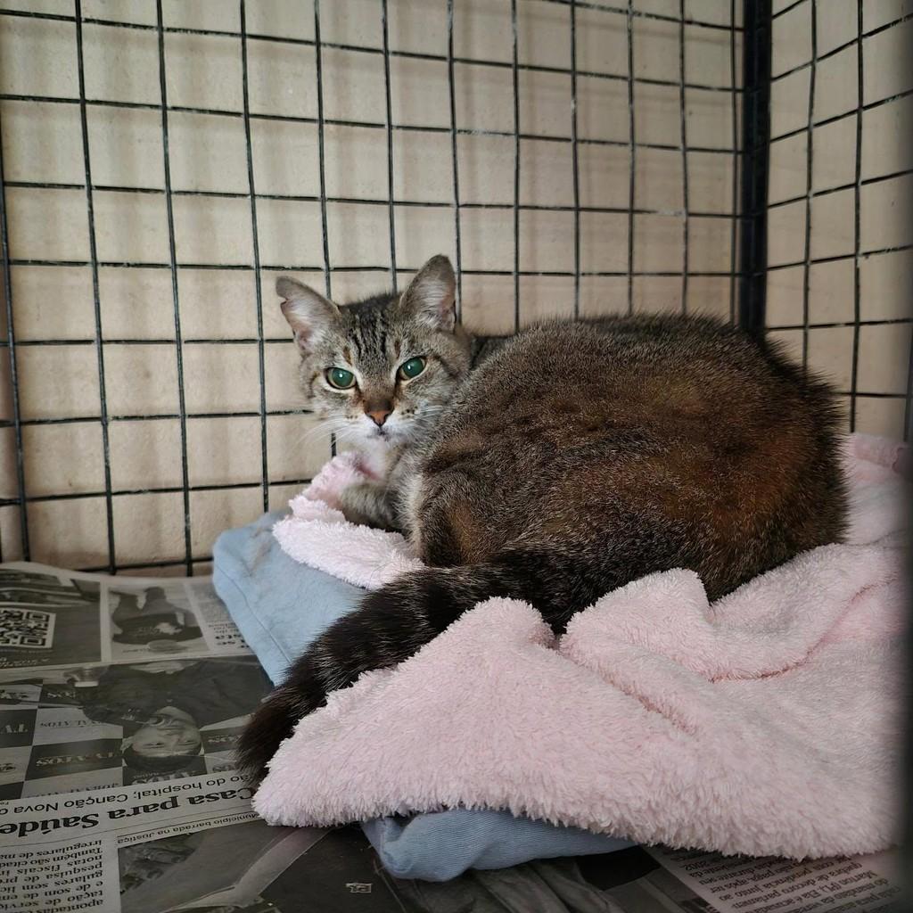 Cíntia, gata de porte médio para adoção em Pindamonhangaba - SP — foto 3 de 4