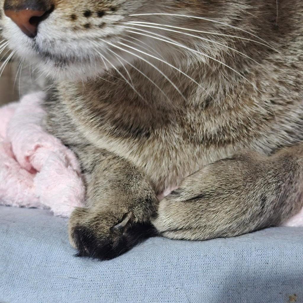 Cíntia, gata de porte médio para adoção em Pindamonhangaba - SP — foto 4 de 4