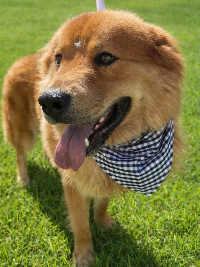 Jack, cachorro de porte grande para adoção em Gaspar - SC