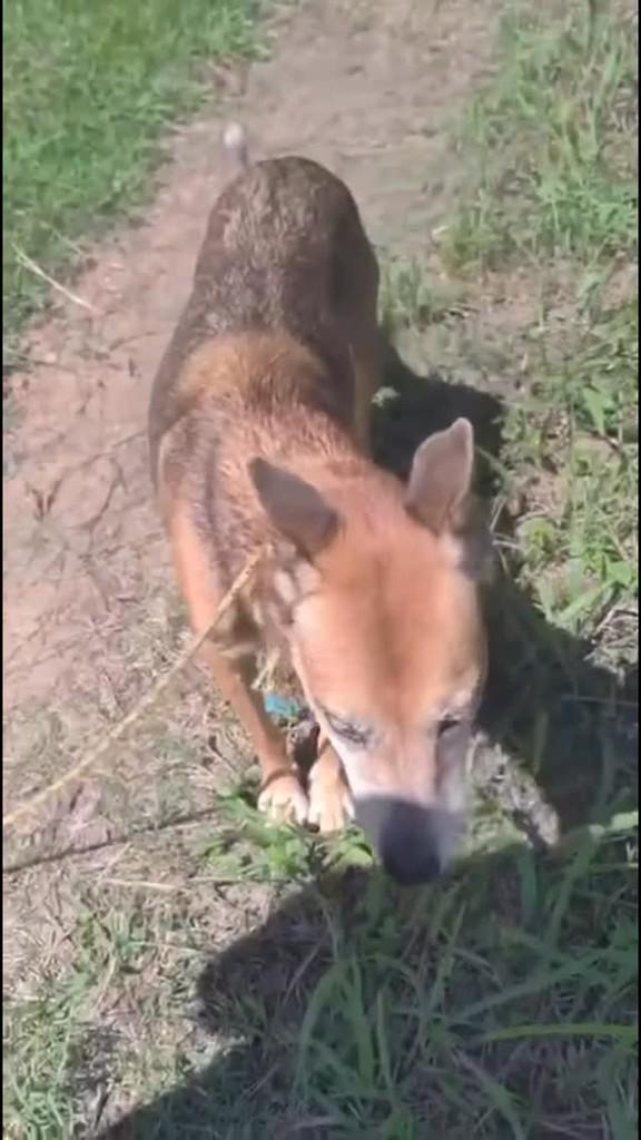 Laika, cadela de porte grande para adoção em Indaial - SC