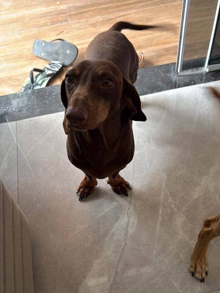 Joaquim, cachorro de porte pequeno para adoção em Navegantes - SC