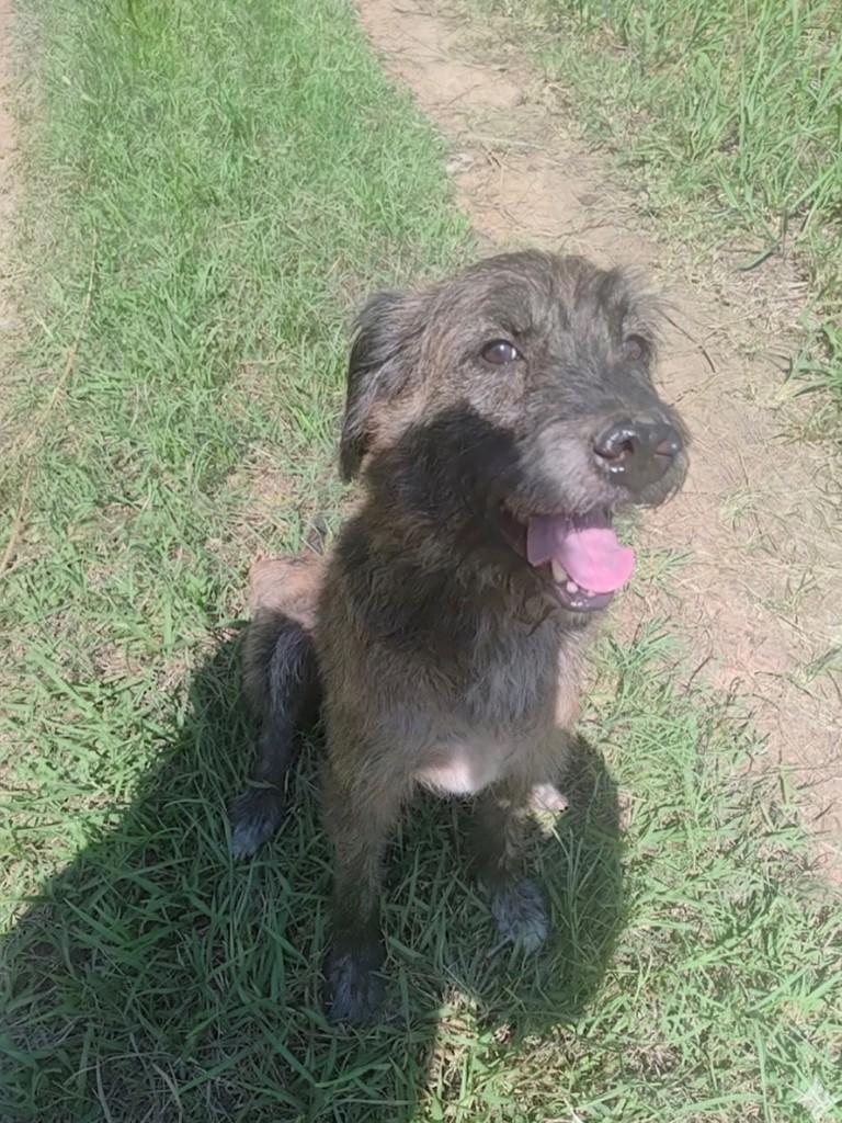 Simba, cachorro de porte grande para adoção em Gaspar - SC