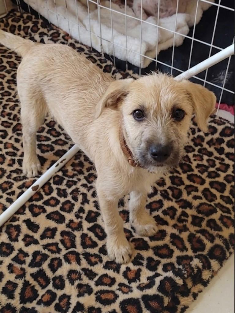 Fiapinho, cachorro de porte médio para adoção em Indaial - SC
