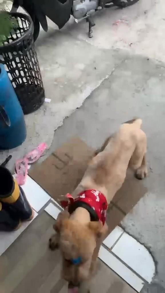 Marley, cachorro de porte médio para adoção em Gaspar - SC