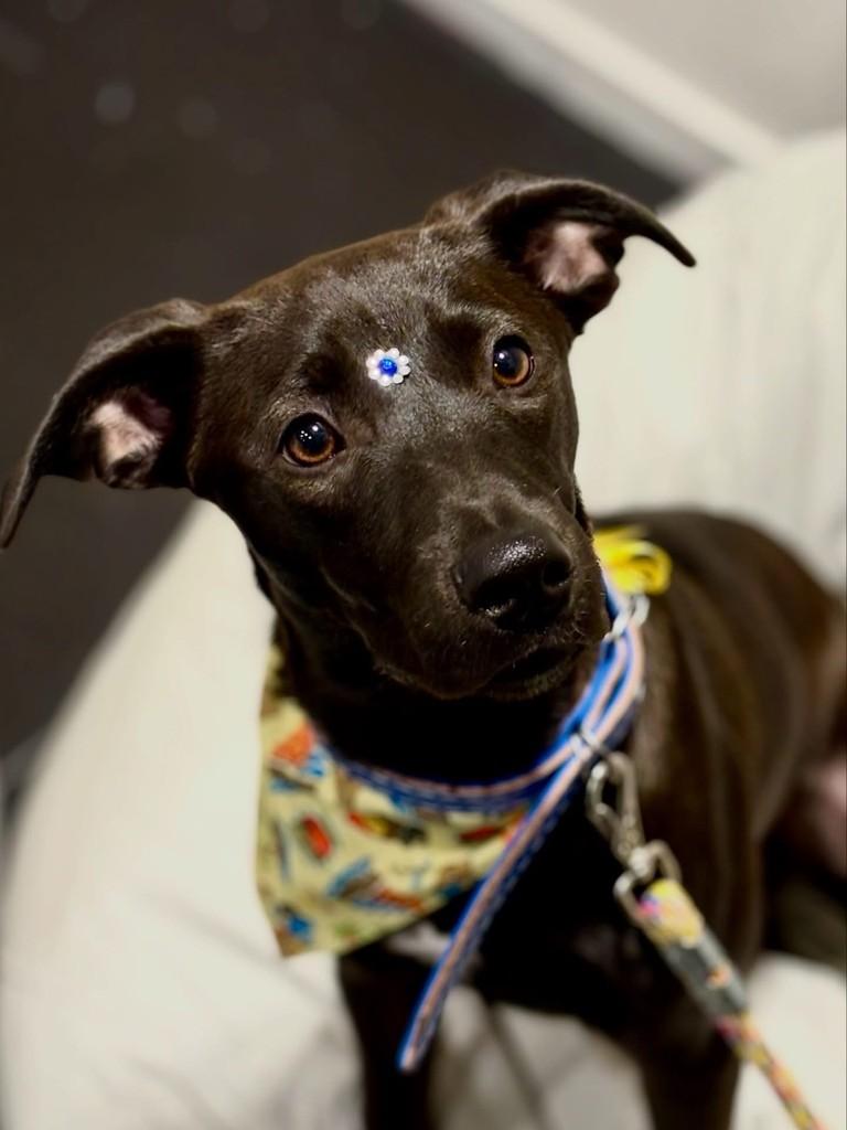 Chocolate, cachorro de porte médio para adoção em Gaspar - SC