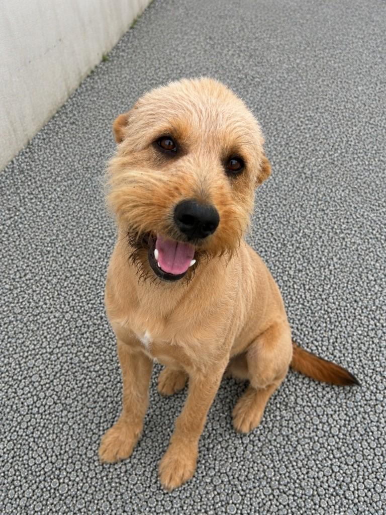 Bebezão, cachorro de porte médio para adoção em Gaspar - SC