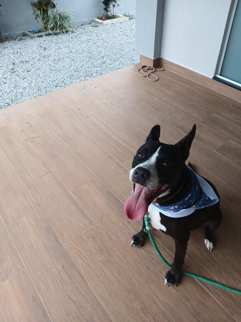 Brad, cachorro de porte médio para adoção em Gaspar - SC