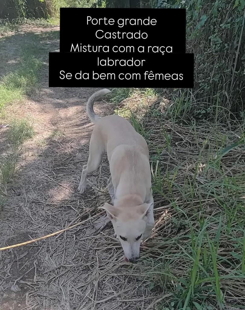 Moleque, cachorro de porte grande para adoção em Gaspar - SC