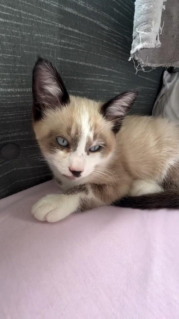 Bebezinho, gato de porte pequeno para adoção em Gaspar - SC