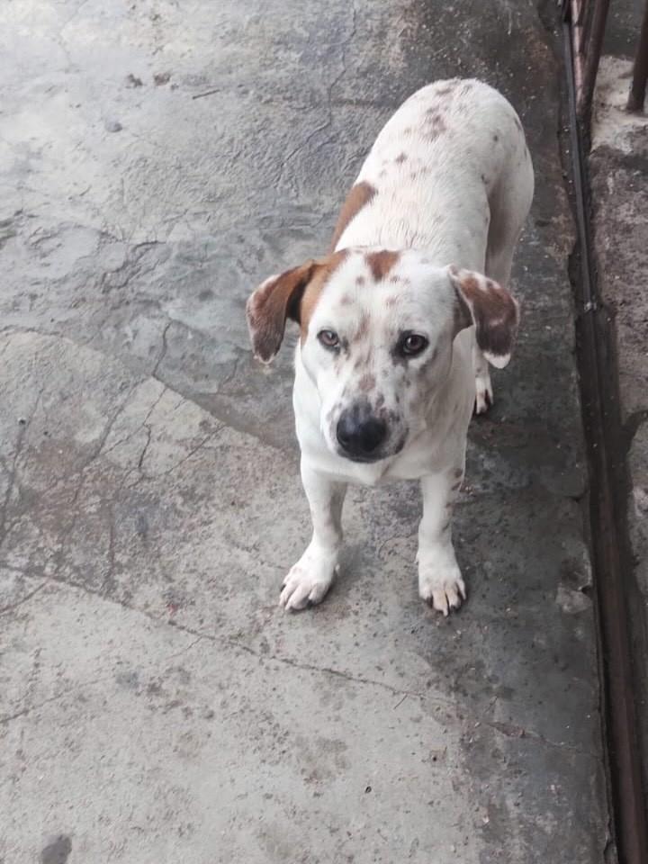 Mocinho, cachorro de porte pequeno para adoção em Blumenau - SC