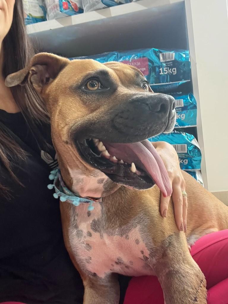 Princesa, cadela de porte médio para adoção em Gaspar - SC