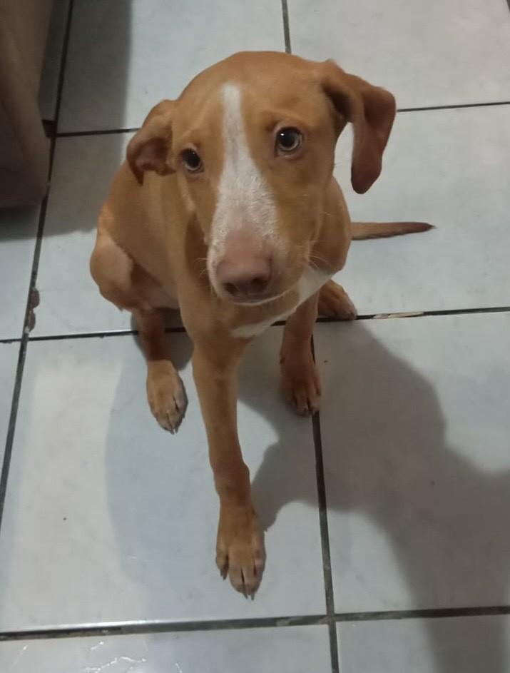 Filhotona, cachorro de porte médio para adoção em Blumenau - SC