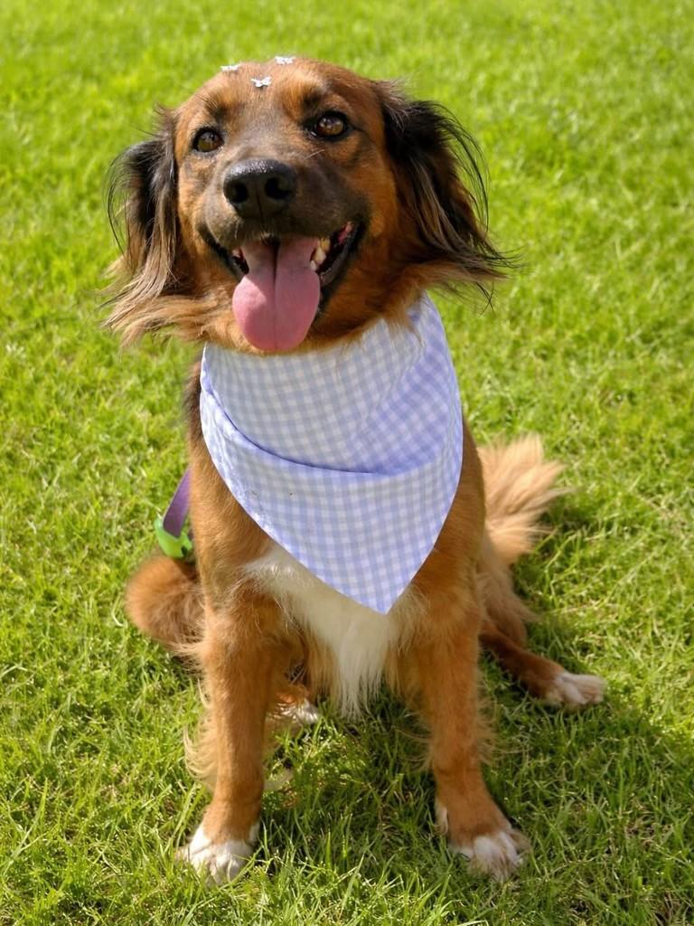 Dudu, cachorro de porte grande para adoção em Blumenau - SC