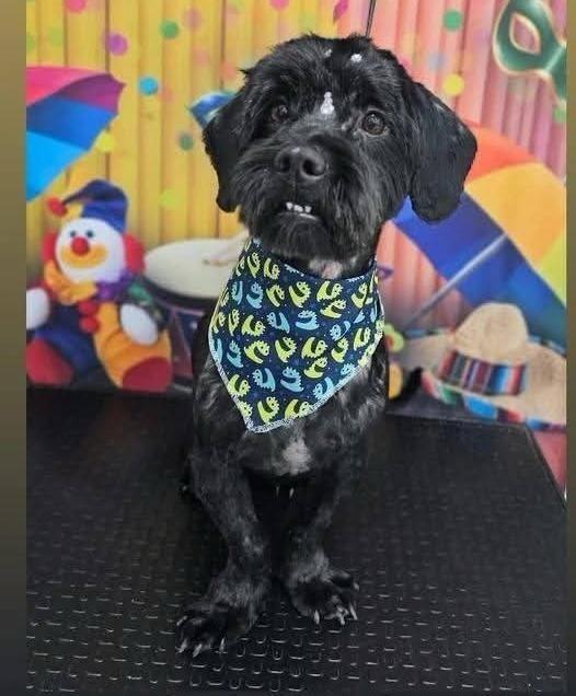 Coco, cachorro de porte pequeno para adoção em Gaspar - SC