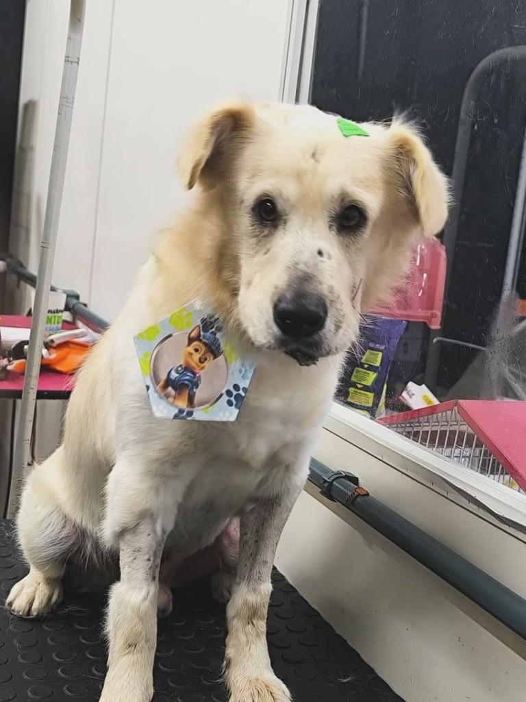 Sani, cachorro de porte médio para adoção em Gaspar - SC