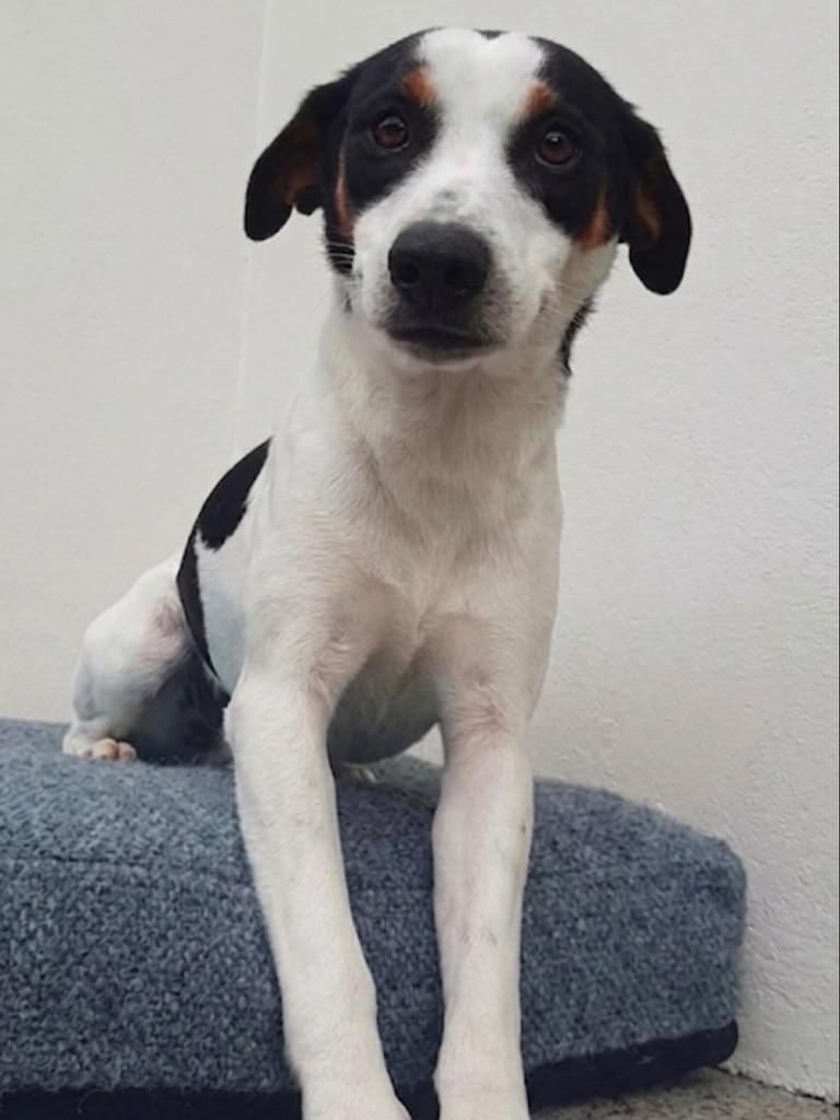 Tobby, cachorro de porte médio para adoção em Blumenau - SC